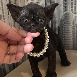 Devon Rex Malta