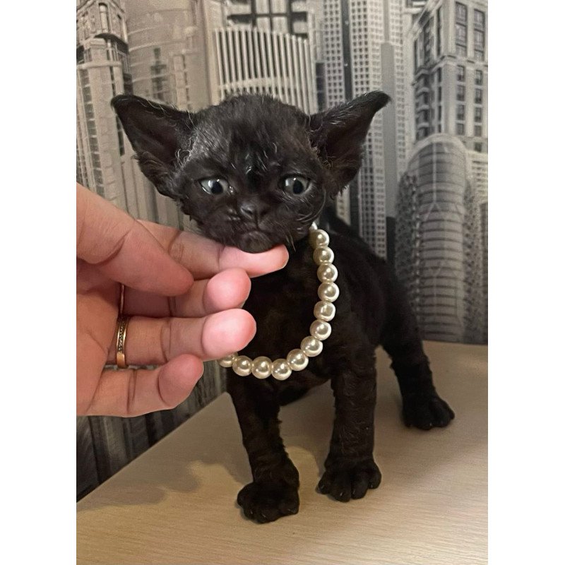 Devon Rex Malta
