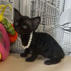 Devon Rex Malta