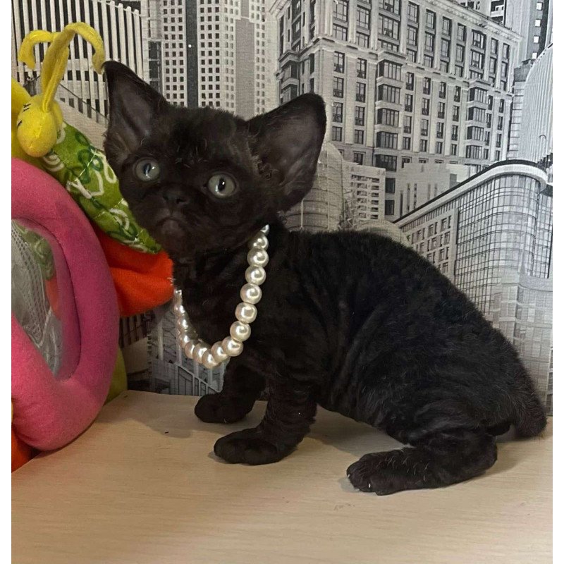 Devon Rex Malta