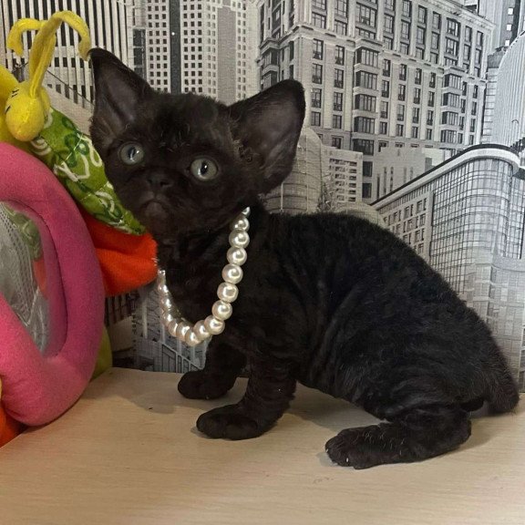 Devon Rex Malta