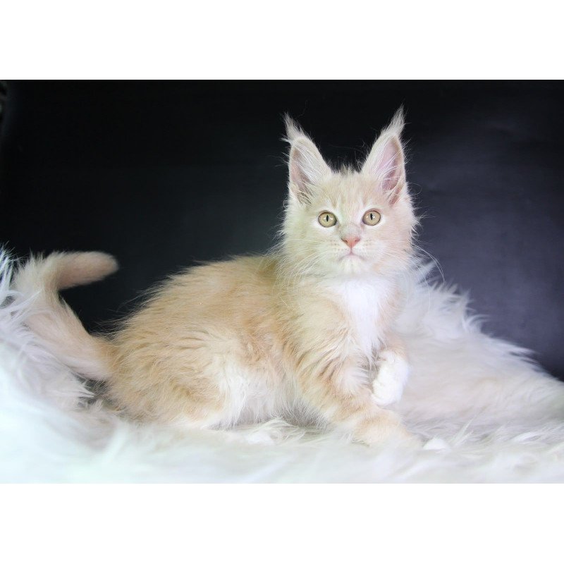 Maine Coon EZ Chloe