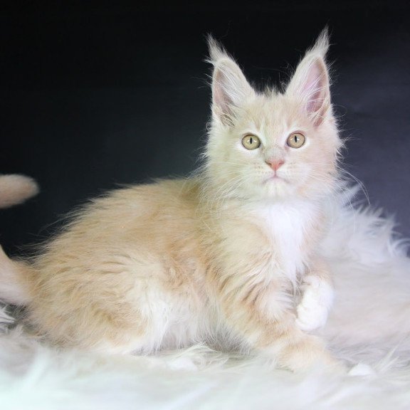 Maine Coon EZ Chloe
