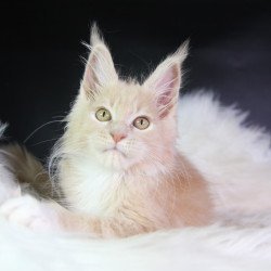 Maine Coon EZ Chloe