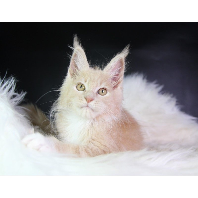 Maine Coon EZ Chloe