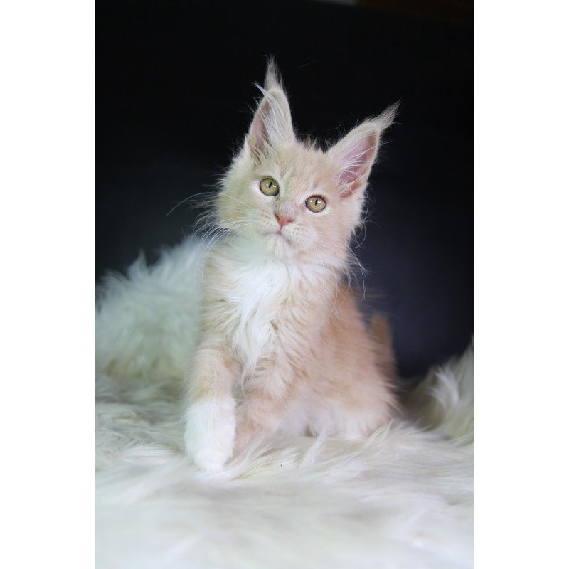 Maine Coon EZ Chloe