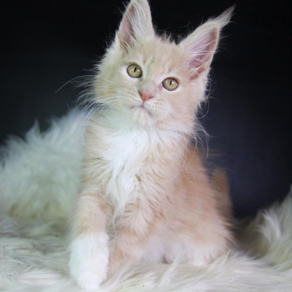 Maine Coon EZ Chloe