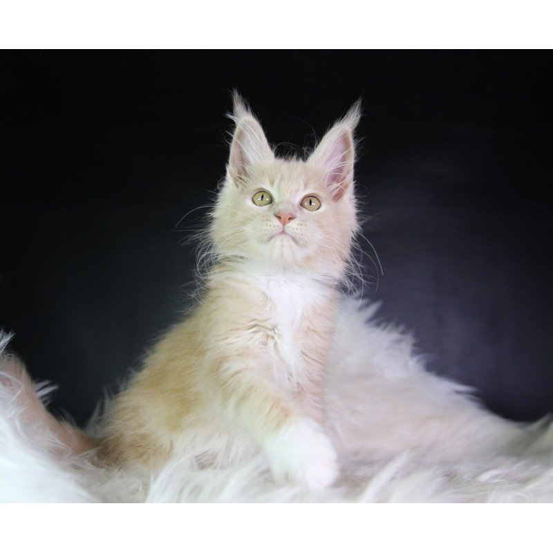 Maine Coon EZ Chloe