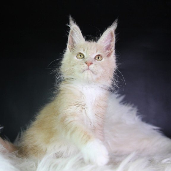Maine Coon EZ Chloe