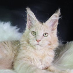 Maine Coon EZ Caesar