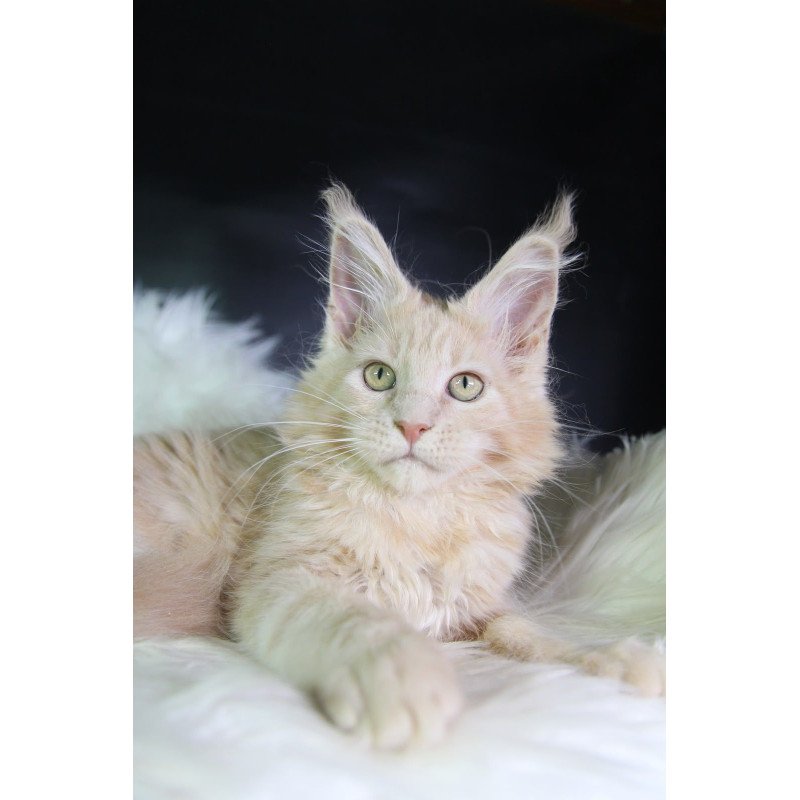 Maine Coon EZ Caesar