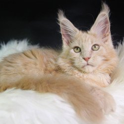 Maine Coon EZ Caesar