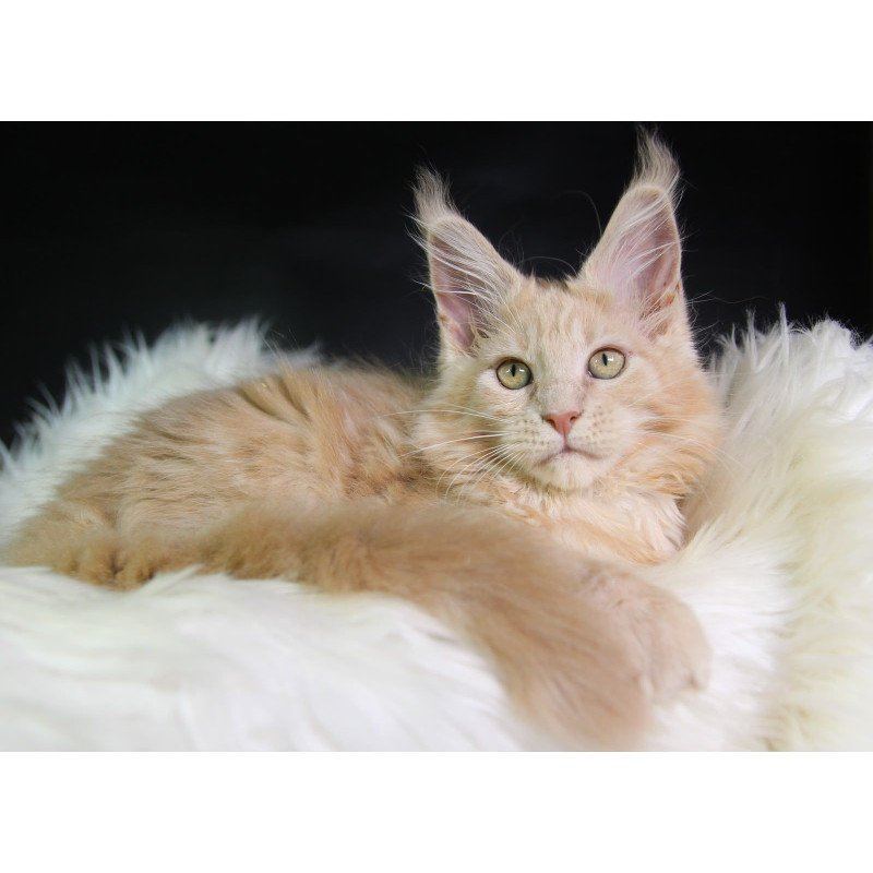 Maine Coon EZ Caesar