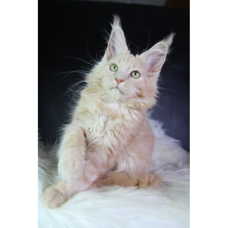 Maine Coon EZ Caesar