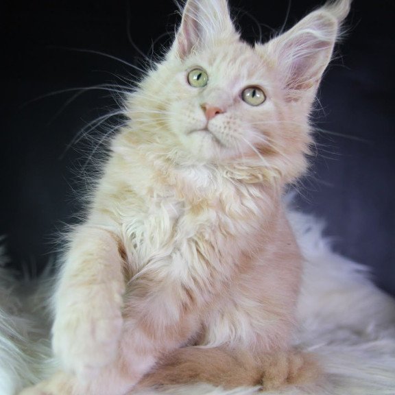 Maine Coon EZ Caesar
