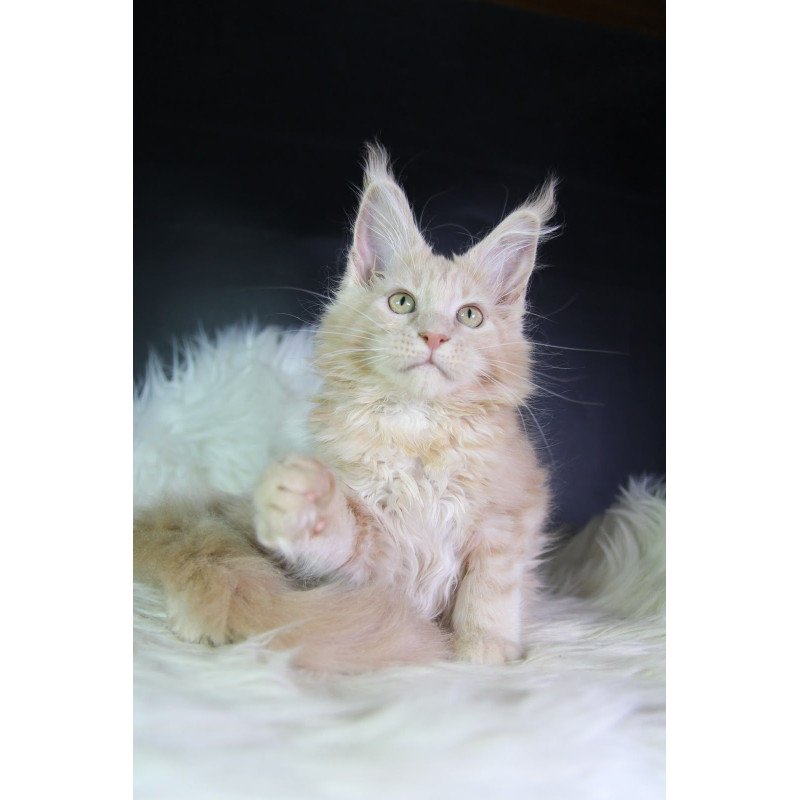Maine Coon EZ Caesar