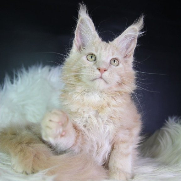 Maine Coon EZ Caesar