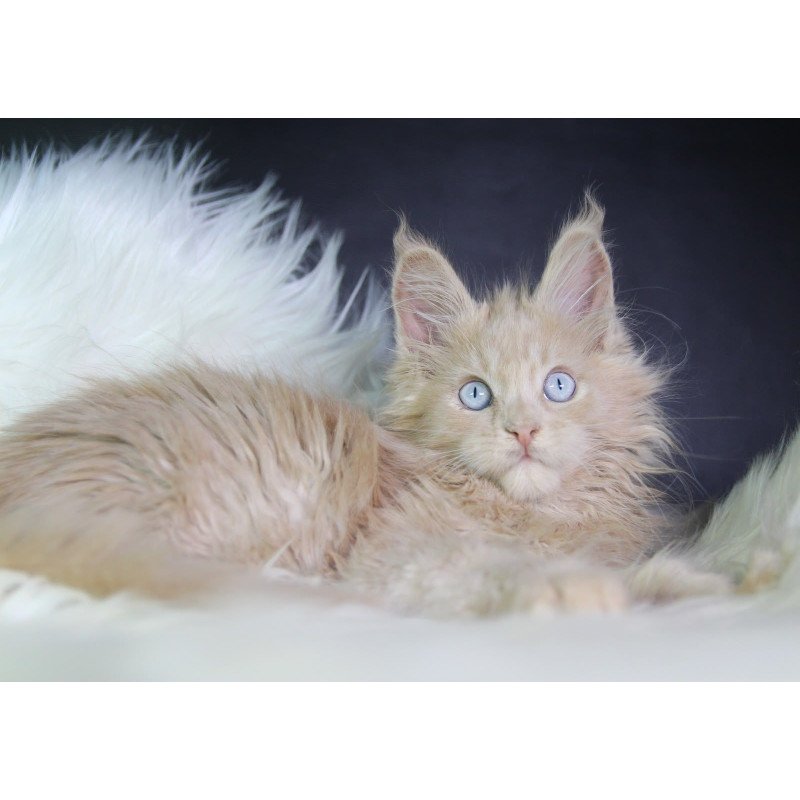 Maine Coon EZ Cosmos