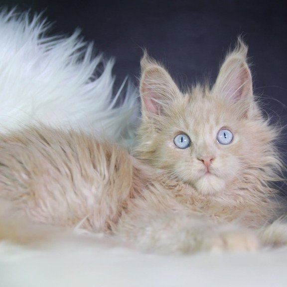 Maine Coon EZ Cosmos