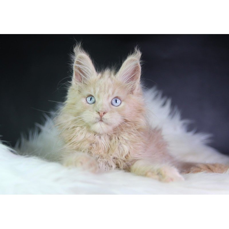 Maine Coon EZ Cosmos