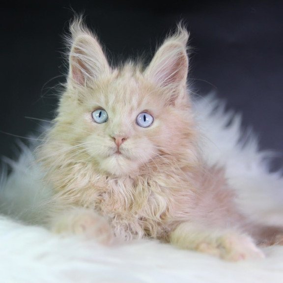 Maine Coon EZ Cosmos