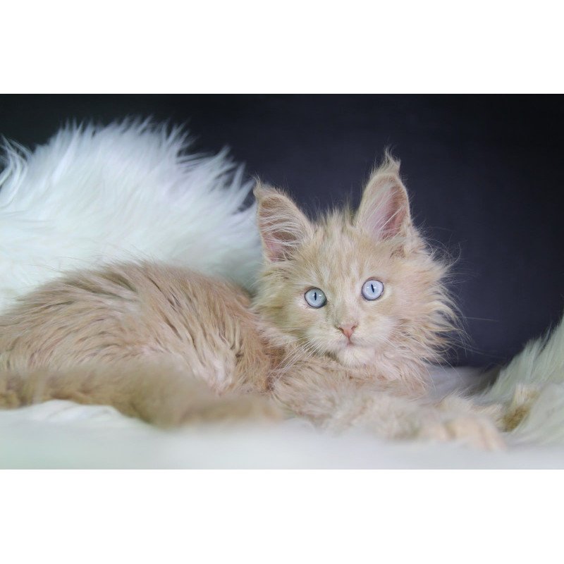 Maine Coon EZ Cosmos