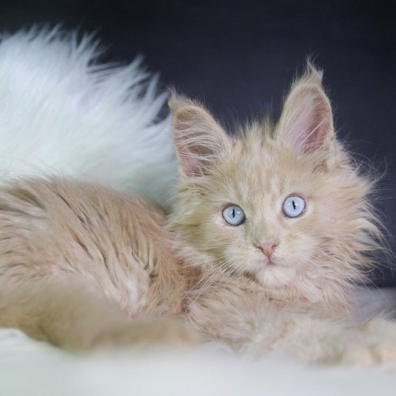 Maine Coon EZ Cosmos