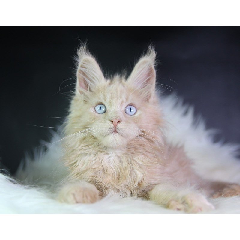 Maine Coon EZ Cosmos