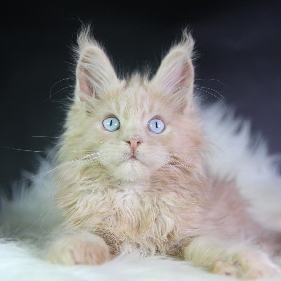 Maine Coon EZ Cosmos