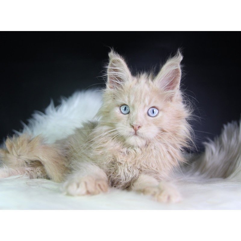 Maine Coon EZ Cosmos