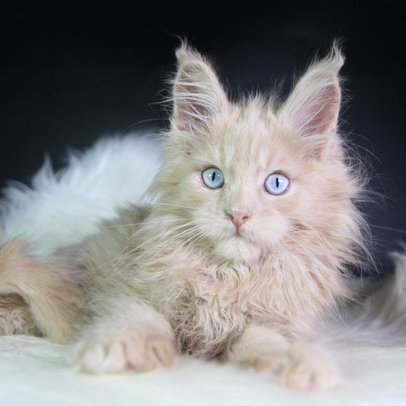 Maine Coon EZ Cosmos
