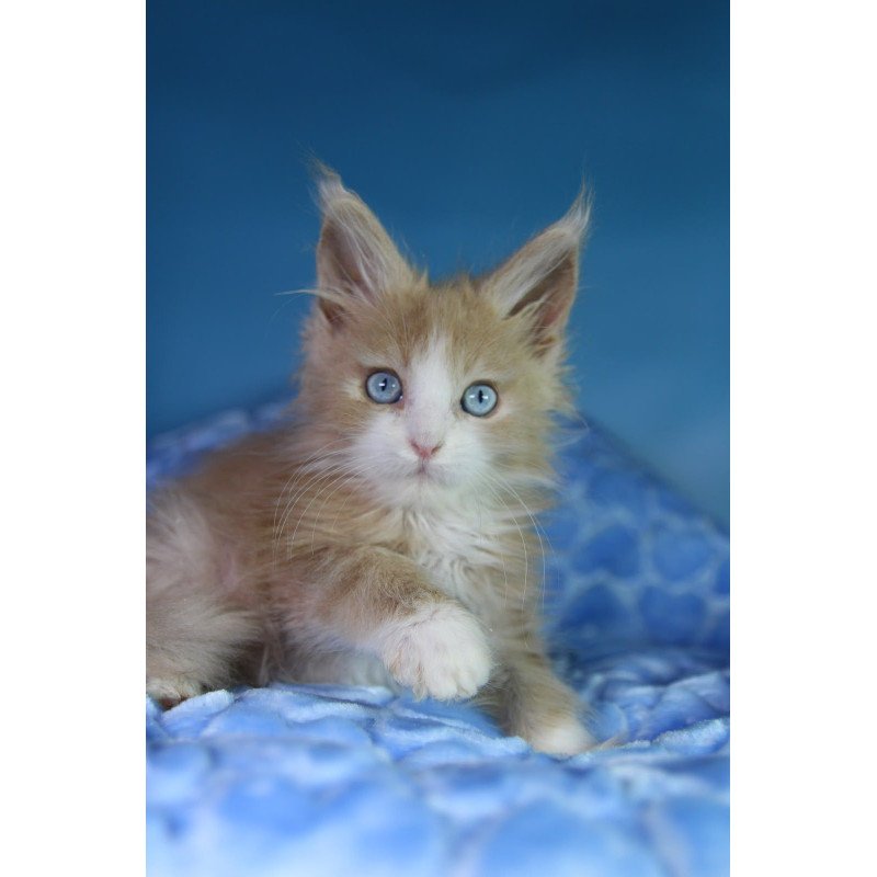 Maine Coon EZ Candy