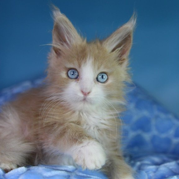 Maine Coon EZ Candy