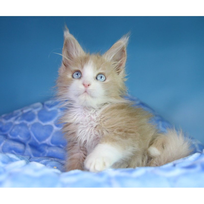 Maine Coon EZ Candy