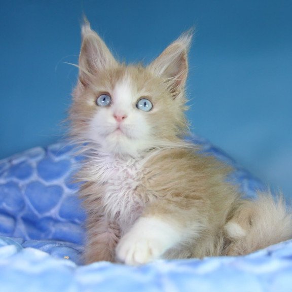 Maine Coon EZ Candy
