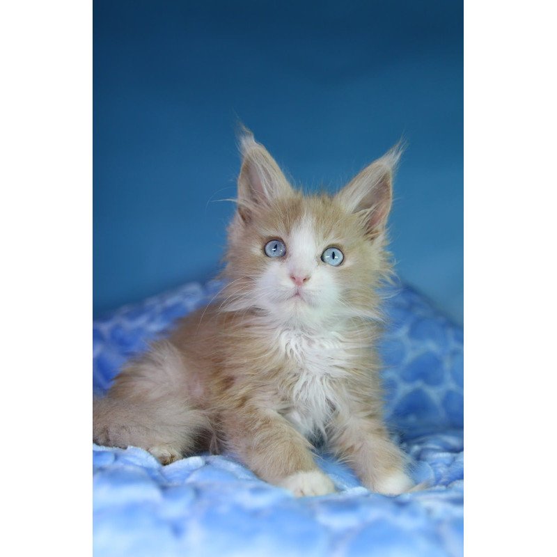 Maine Coon EZ Candy