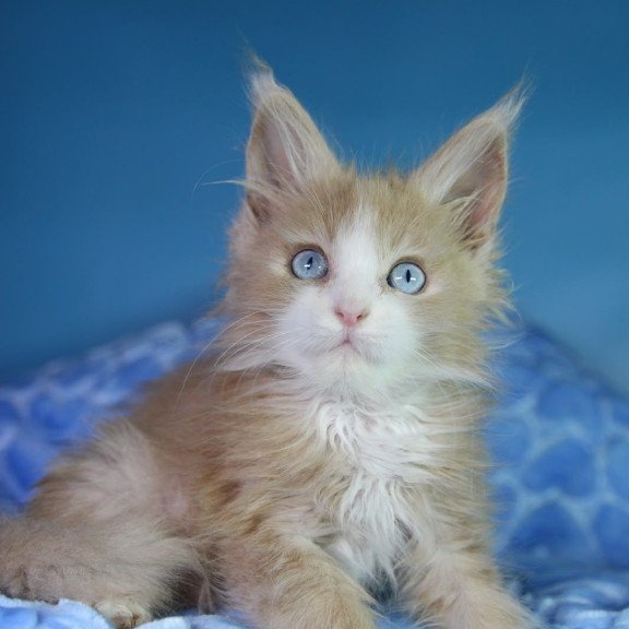 Maine Coon EZ Candy