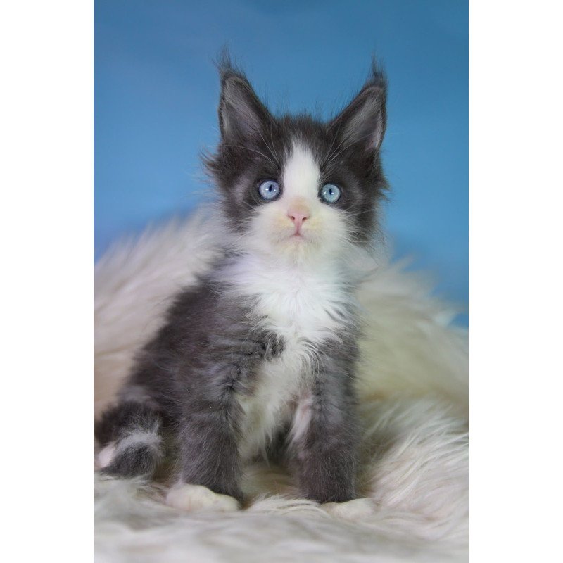 Maine Coon EZ Fluffy