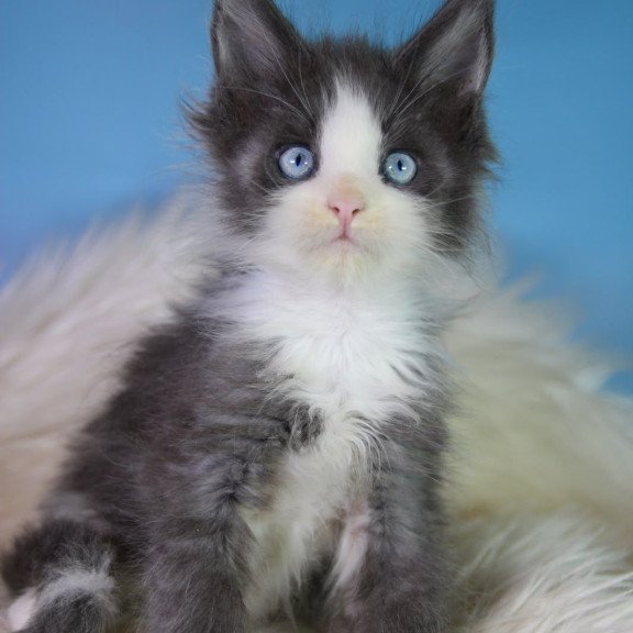 Maine Coon EZ Fluffy