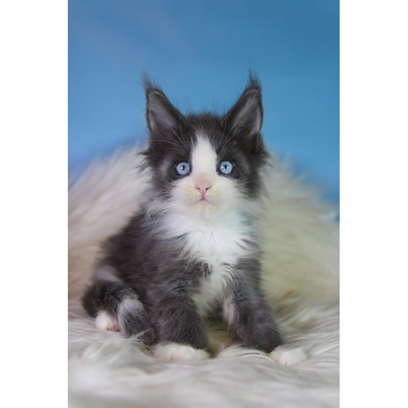 Maine Coon EZ Fluffy