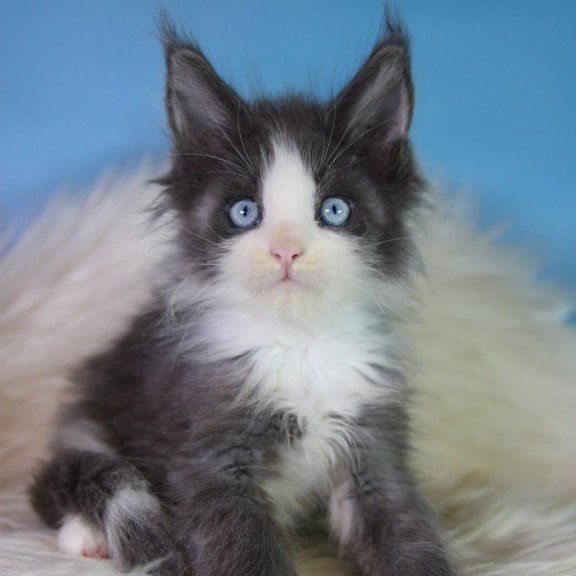 Maine Coon EZ Fluffy