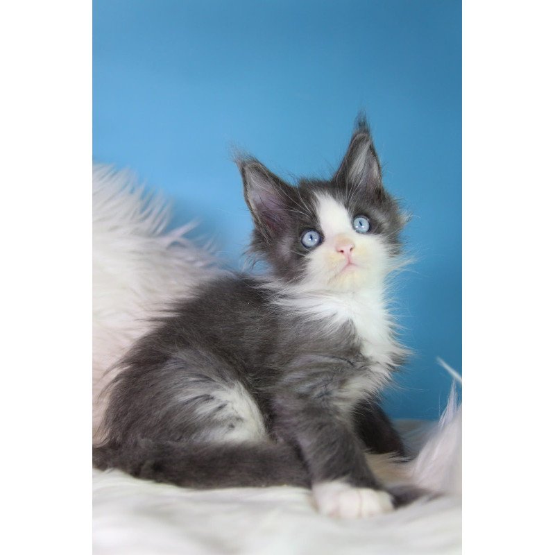 Maine Coon EZ Fluffy