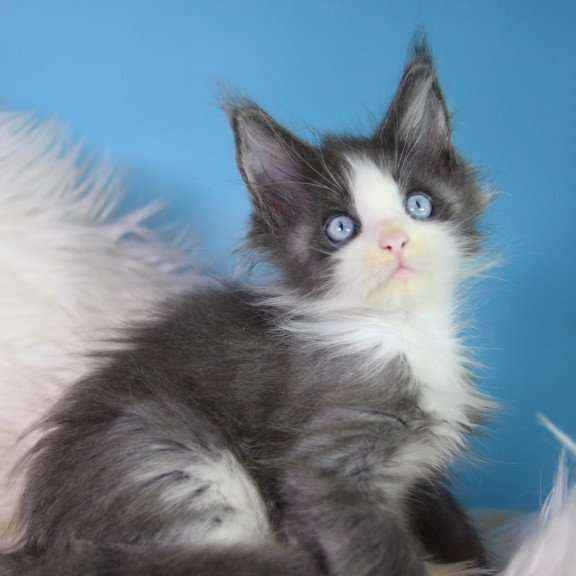 Maine Coon EZ Fluffy