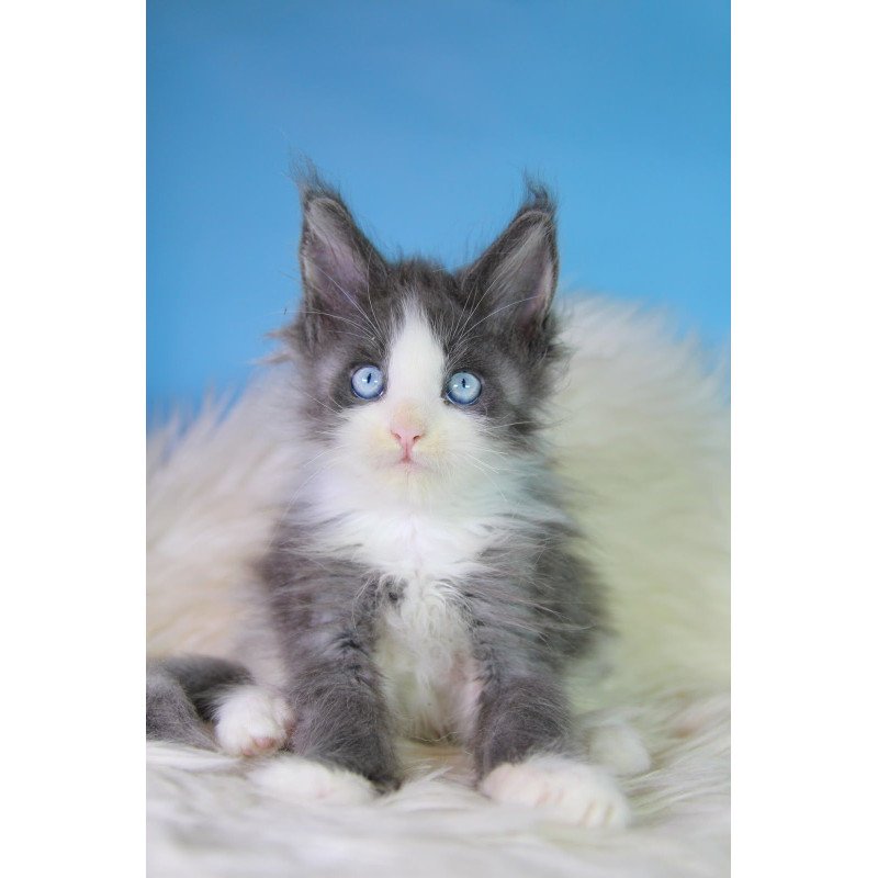 Maine Coon EZ Fluffy