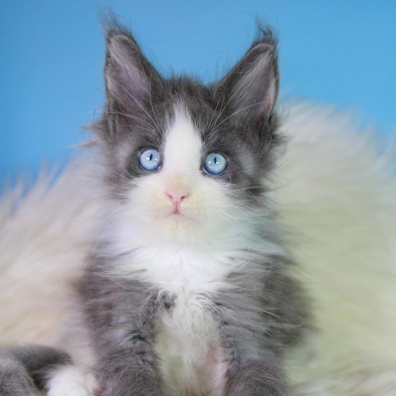 Maine Coon EZ Fluffy