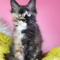 Maine Coon EZ Flora