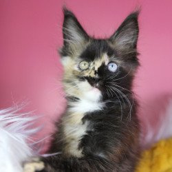 Maine Coon EZ Flora