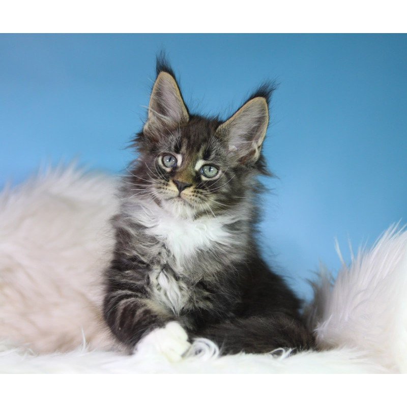 Maine Coon EZ Forest