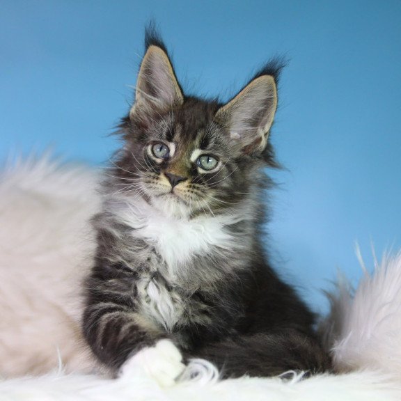 Maine Coon EZ Forest