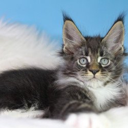 Maine Coon EZ Forest